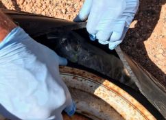 A quantity of drugs hidden inside a tyre.