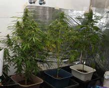 Three established marijuana plants were seized during a search of a premises in Alice Springs last week.