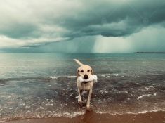 Drug Detection Dog Rafa